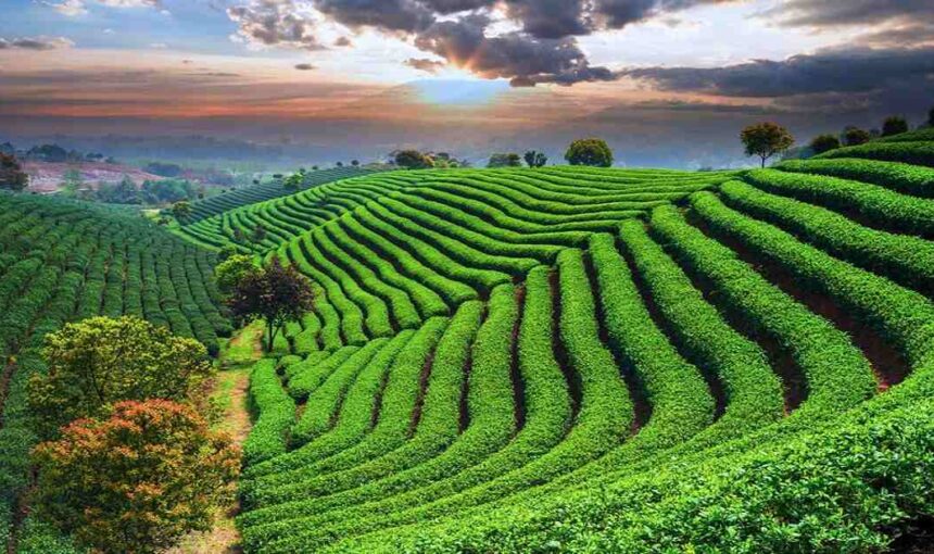 Wonderful Sylhet Tea Garden Tour